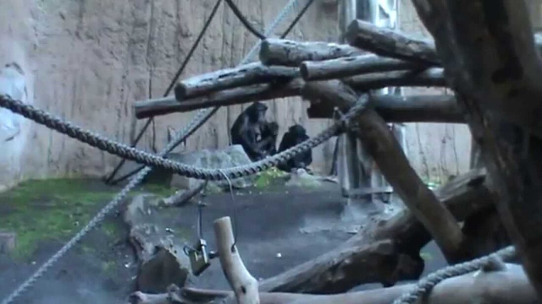 Es gibt eine Tochter der Bonobos (binnenverblijf) aus dem Pongoland im Leipziger Zoo. Youtube-Link