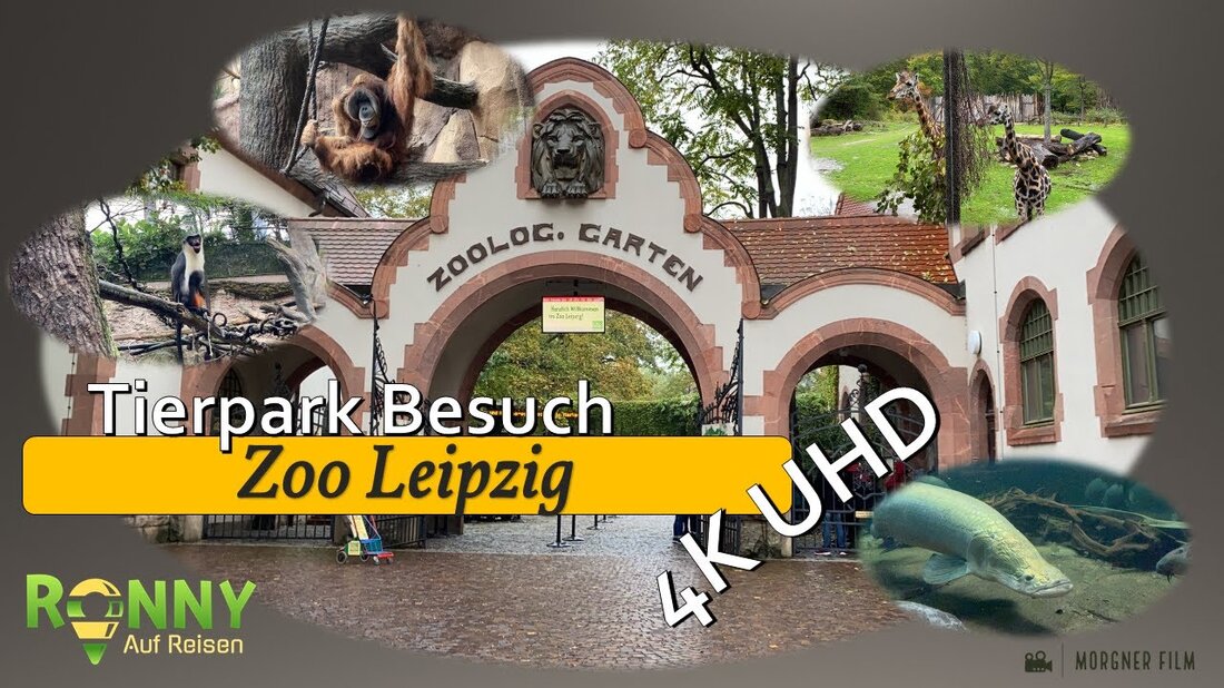 An einem Tag im Leipziger Zoo ist dieser Zoo ein 26 Hektar großer, wunderschön gestalteter zoologischer Garten mitten in der Stadt Leipzig. Verschiedene Themenbereiche Green Garden, Asien, Pongoland, Südamerika, Afrika und Gondwanaland. Dieser Zoo ist einer der artenreichsten Zoos in ganz Europa und wird ständig erweitert. Der Park wird derzeit bis 2022 um einen neuen Themenpark „Feuerland“ erweitert. Dieses Video wurde im Oktober 2020 aufgenommen. (In 4K UHD) Weitere Informationen finden Sie auf meiner Homepage www.ronnyaufreisen.net Hat Ihnen das gefallen? Video? Ich würde mich über einen Like-, Kommentar- und Abonnement-Link freuen: https://www.youtube.com/channel/UC-MMHRUuG7aayt5-w5hTf4g?sub_confirmation=1 Weitere Tiervideos aus verschiedenen Zoos und Tierparks finden …