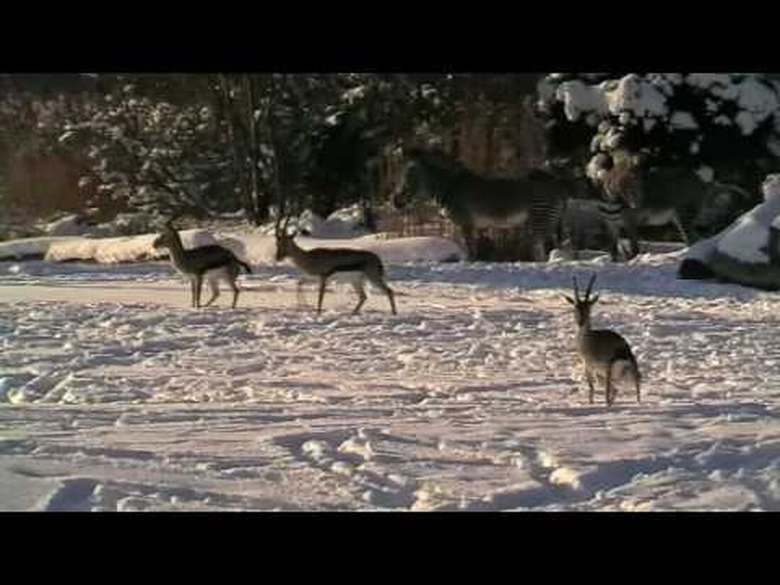 Besuch des Zoos bei Eis und Schnee. Sie sehen: – Elefanten spielen mit dem Schnee – Zebras im Schnee – Kleiner Pandabär im Baum – Pinguine im Schnee und Wasser. Youtube-Link