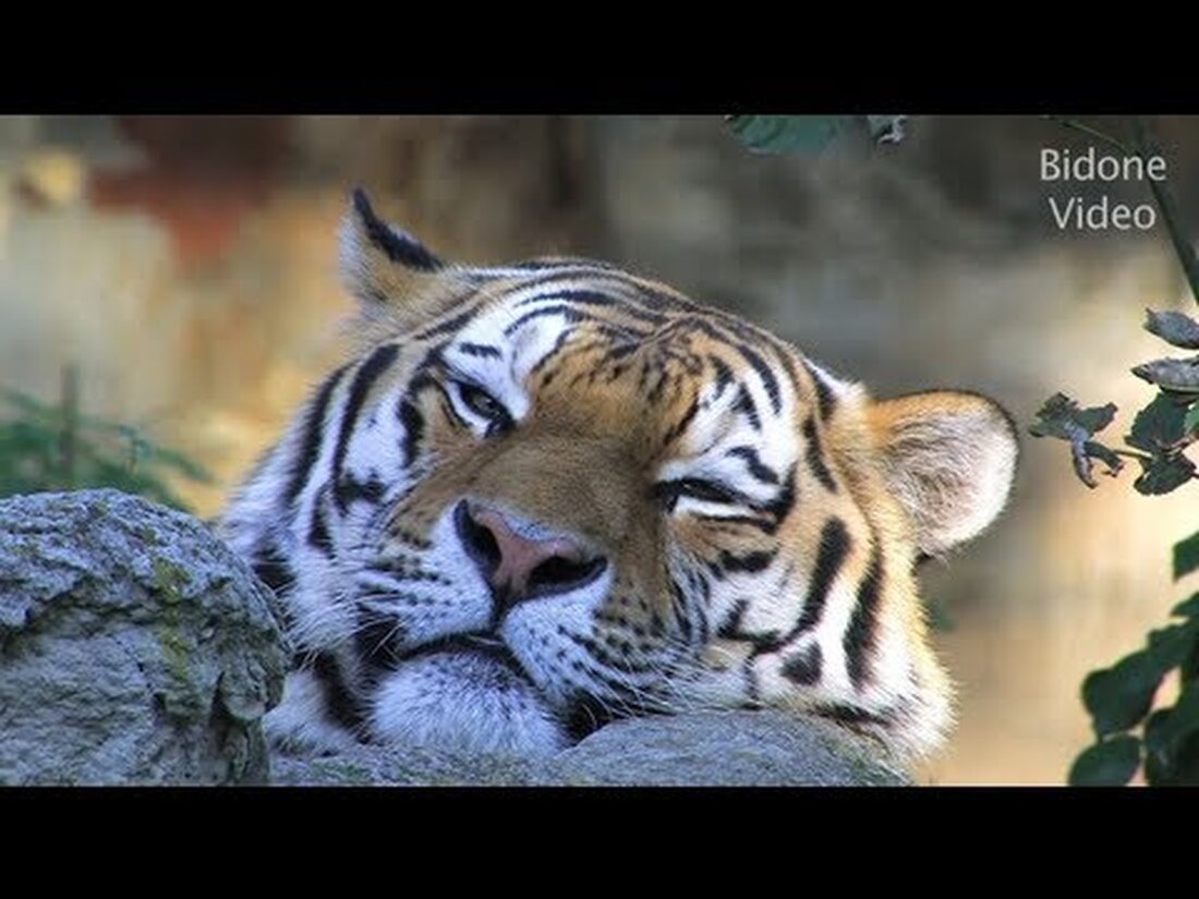Auch im herbstlichen Leipziger Zoo gibt es viel zu sehen. Die Schwarzschwanz-Präriehunde waren sehr pausiger anzusehen. Dann ging es weiter zum Mantel und durch den herbstlichen Zoo, wo noch viele Tiere zu sehen waren. Viel Spaß beim Anschauen – einfach entspannen 🙂 Ein entspannendes Video – einfach anschauen und genießen! . Youtube-Link