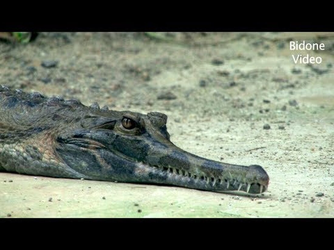 Im Dezember 2011 besuchte ich das berühmte Gondwanaland im Leipziger Zoo. Während es draußen nass und kalt war, konnte man in der riesigen tropischen Halle die Sommertemperaturen genießen und die Tiere beobachten. Da waren die lustigen Totenkopfäffchen, das Zwergnilpferd, der Komodo-Drache und andere Tiere. Viel Spaß beim Zuschauen! . Youtube-Link