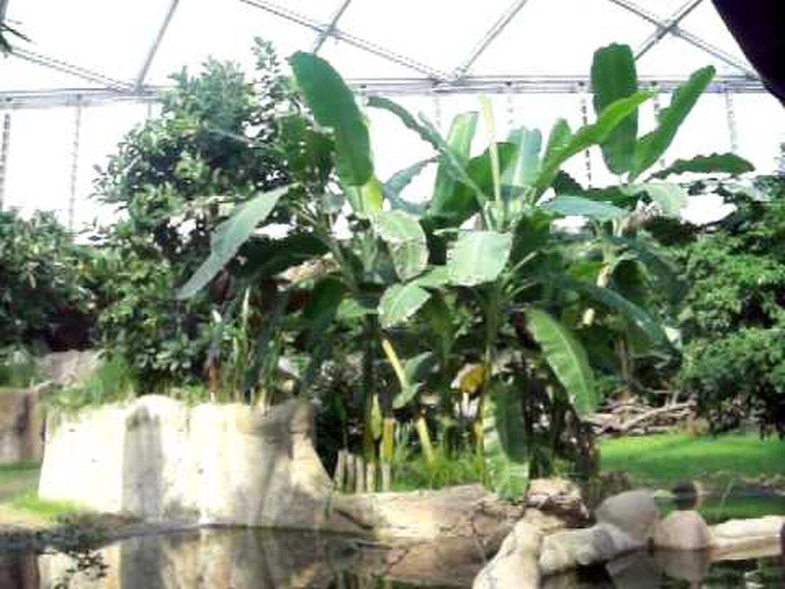 Mit dem Boot durch Leipzigs riesige Tropenhalle „Gondwanaland“ im Leipziger Zoo. Es ist faszinierend und immer einen Besuch wert. . Youtube-Link