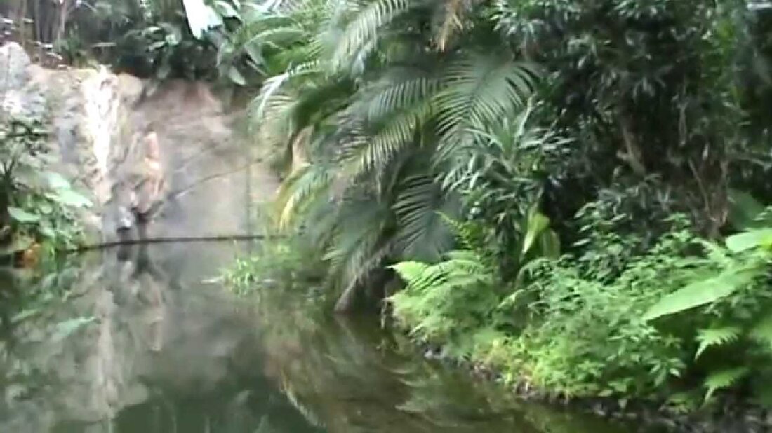 Eine Tochter, die über den Gondwanalandvan van Leipzig Zoo verfügt. . Youtube-Link