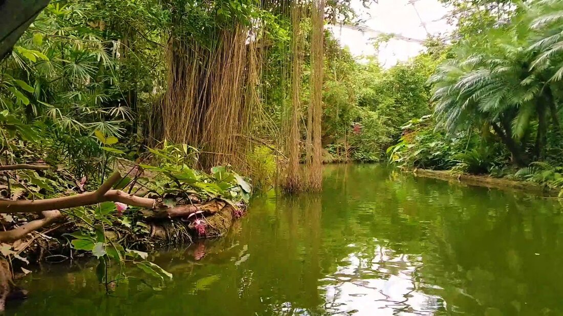 Ein komplettes Video, aufgenommen während einer berühmten Bootsfahrt in Gondwanaland im Leipziger Zoo. Es ist eine künstliche Innenumgebung, die das tropische Klima simuliert, die Entwicklung der Arten erklärt und uns durch die Zeit führt. Leipziger Zoo – https://www.zoo-leipzig.de/de/theme-worlds/gondwanaland/. Youtube-Link