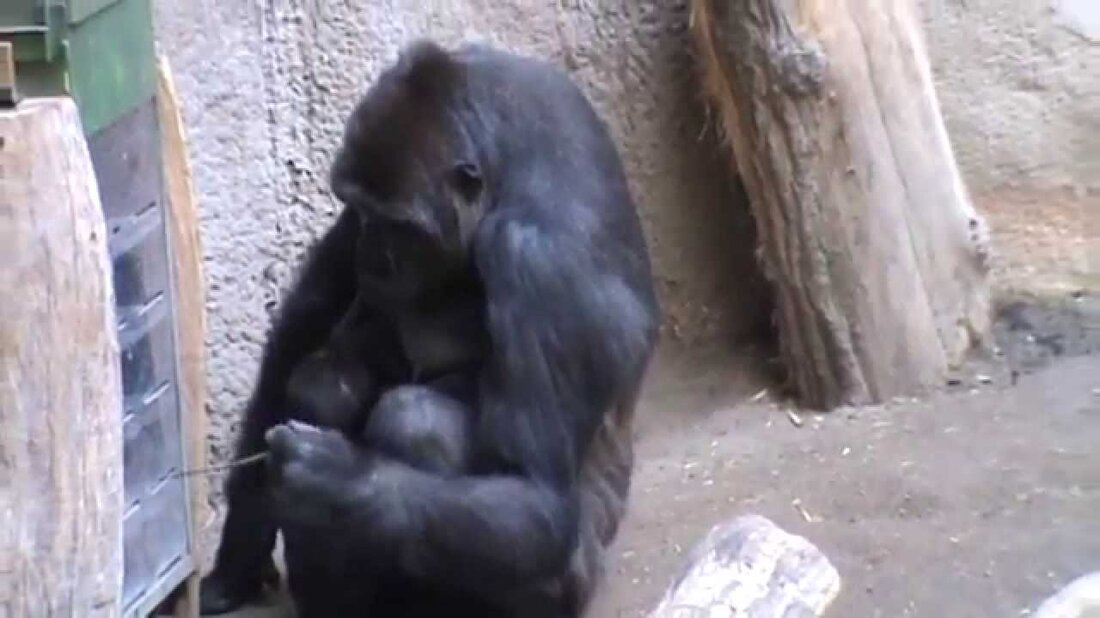 Im Zoo Pongoland van Leipzig befindet sich eine Tochter eines Gorillas (binnenverblijf). Youtube-Link
