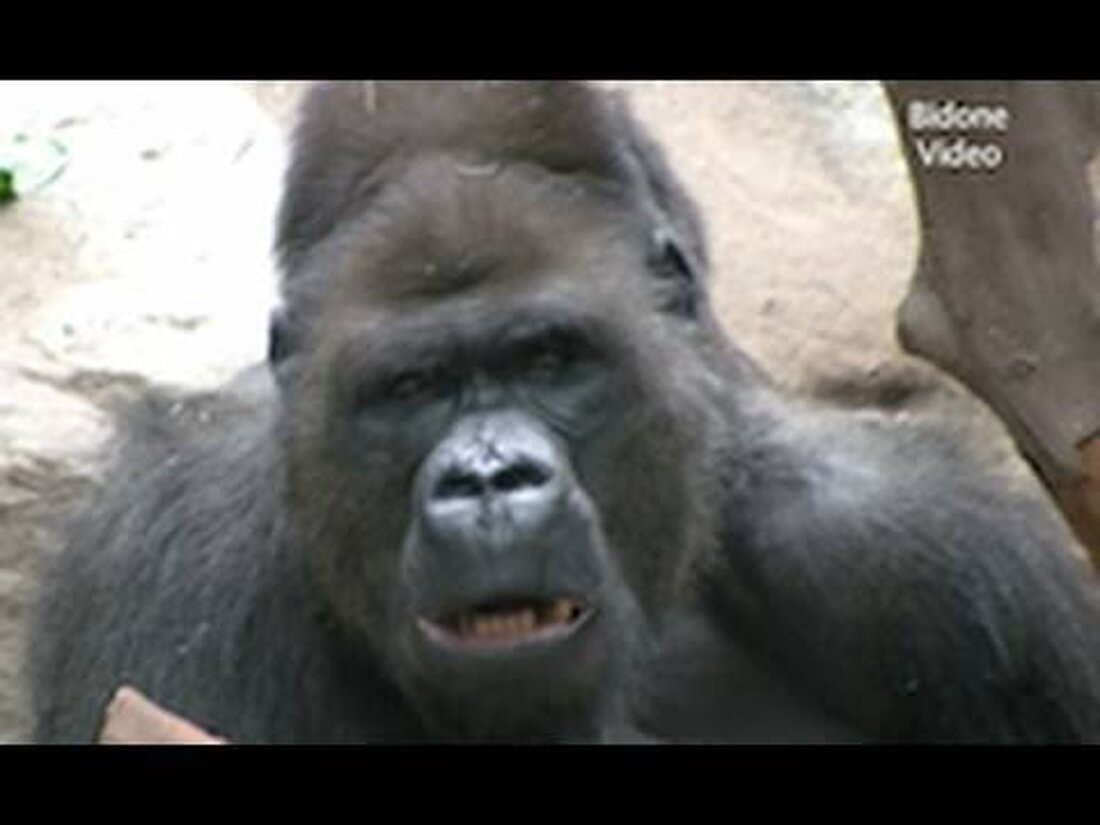 Ich habe die Gorillas in den Innenbereichen des Leipziger Pongolandes beobachtet. Sie hatten gerade Essen erhalten und waren mit Essen beschäftigt. Die Kleinen spielten zusammen. Habe Spaß! Bidone. Youtube-Link