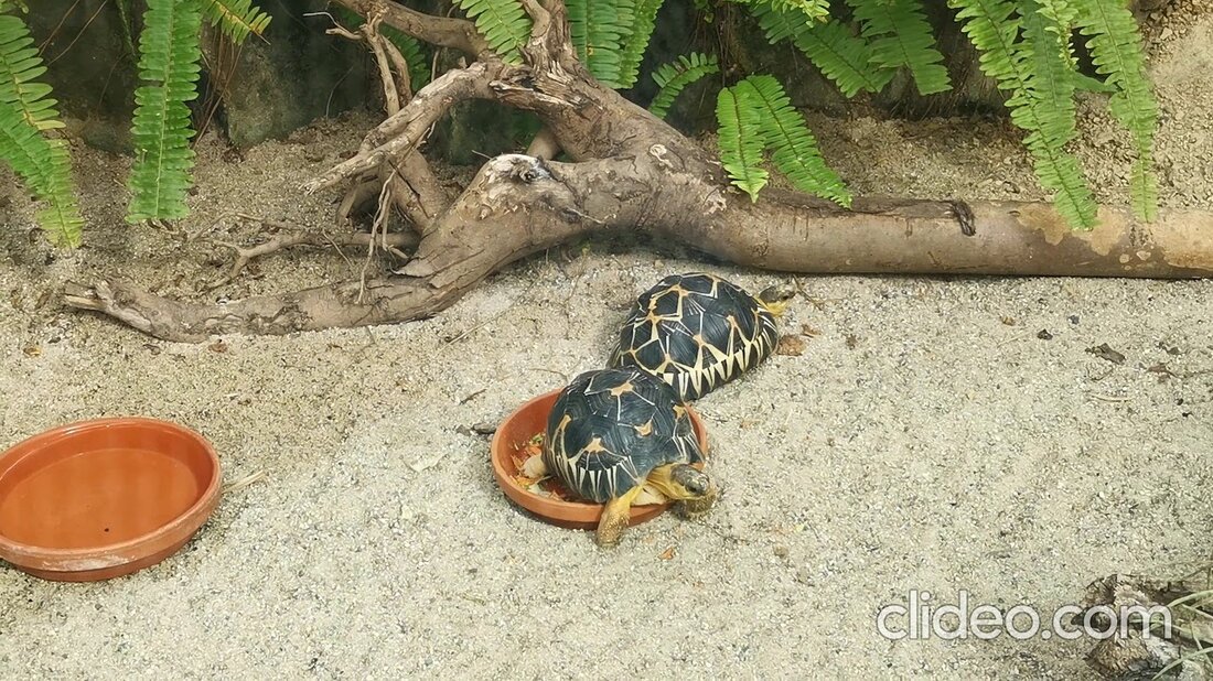 Bester Zoo in Deutschland Youtube-Link