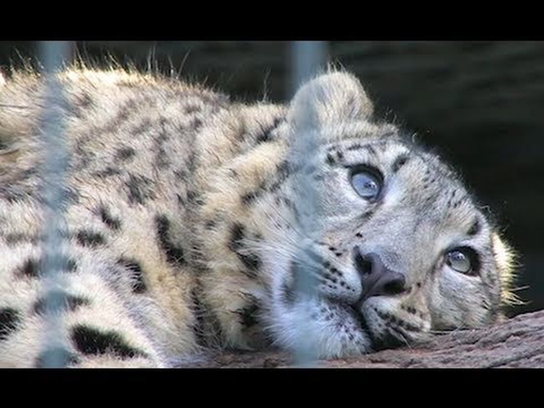 Hier ist mein Januar-Film über den Leipziger Zoo. Ich habe es geschafft, ein paar Bilder von den Schneeleoparden zu bekommen, auf denen 2010 einige Jungtiere das Licht der Welt erblickten. Das ist besonders schön, weil sie in ihrer sibirischen Heimat fast ausgestorben sind. Dann geht es ins schöne Aquarium, wo Sie unter anderem den Igelfisch mit seinen blauen Augen sehen können. Dann geht es ins Terrarium, um die Schildkröten, Schlangen und Eidechsen zu sehen. . Youtube-Link