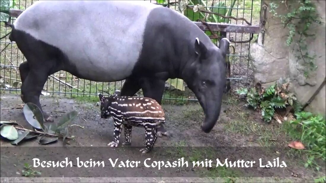 Leipzig. Im Sommer 2016 wurde im Leipziger Zoo ein kleiner Tapir geboren. Nach nur wenigen Tagen erkundete er neugierig sein Gehege im Gondwanaland. Jetzt können Namensvorschläge für die Nachkommen im Leipziger Zoo gemacht werden. . Youtube-Link