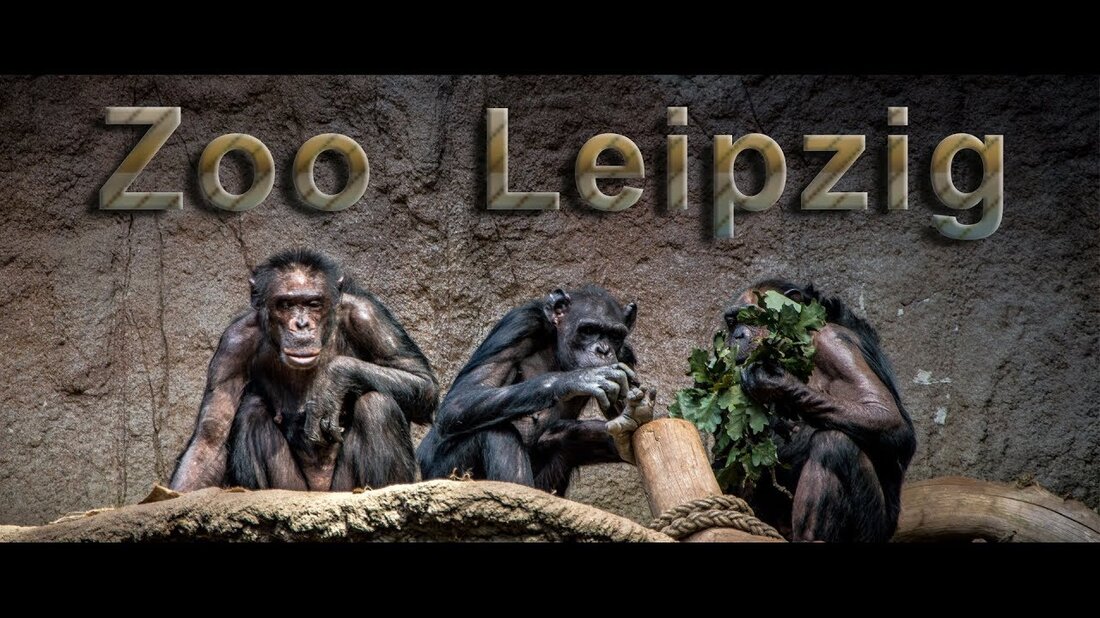 Besuch des Leipziger Zoos (Zoo, Leipzig, Landschaft, Natur). Youtube-Link