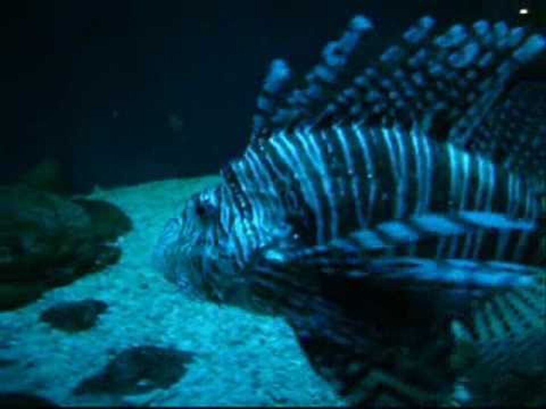 Besuch des Leipziger Zoos, Aquarium. Youtube-Link
