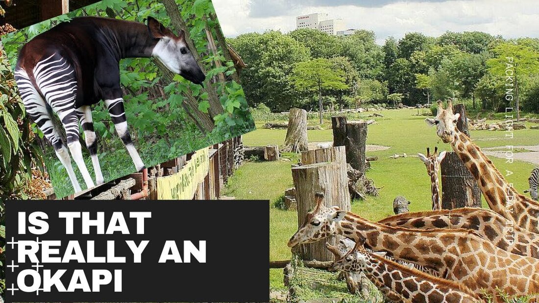 Die Familie Woods macht einen Ausflug in den Zoo in Leipzig, einer Stadt in Sachsen, die reich an deutscher Kultur ist! Der Zoo ist groß und voller Tiere aus aller Welt. Es besteht die Möglichkeit, im Zoo eine Bootsfahrt zu unternehmen und sogar einige der Tiere hautnah zu erleben. Ein Familientag im Zoo ist eine einfache Aktivität für Ihre Familie und es gibt viele einzigartige Zoos auf der ganzen Welt. Kommentar unten mit weiteren Reiseideen oder Fragen. Youtube-Link