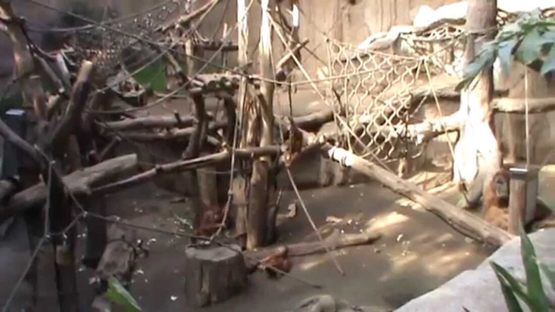 Es gibt eine Tochter im Pongoland im Leipziger Zoo. Wir haben hier Schimpansen, Bonobos, Gorillas und Orangs-Oetans. Youtube-Link