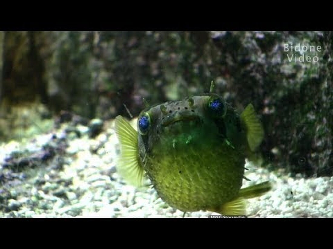 Hier ist ein etwas älteres Video aus meiner Sammlung. Es zeigt einen jungen Igelfisch, der sich gerade an das Aquarium des Leipziger Zoos gewöhnt und immer noch sehr verängstigt ist. . Youtube-Link
