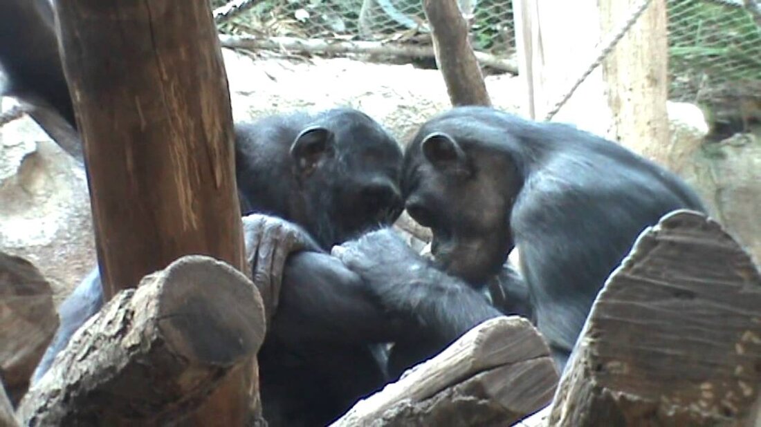 Es gibt eine Tochter bei den Schimpansen (binnenverblijf) im Zoo von Pongoland van Leipzig. Youtube-Link