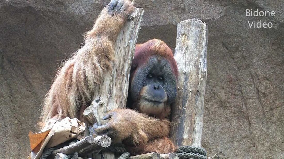 Eines der Highlights im Leipziger Zoo ist das Pongoland. Eine der größten Einrichtungen für Menschenaffen gibt es. Hier können sich die Tiere auf einem riesigen Freiluftgebiet bewegen, was natürlich nur im Sommer möglich ist. Diese Bilder wurden im Dezember im Innenbereich aufgenommen. . Youtube-Link