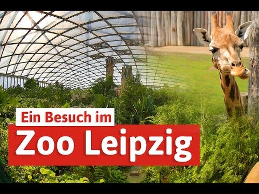 Original-Beschreibung des Videos auf Youtube: Wenn Sie nach Leipzig kommen, ist ein Besuch im Zoo ein Muss. Fast zwei Millionen Menschen besuchen Tiger & Co. jedes Jahr, und viele Leipziger besitzen sogar … Youtube-Link