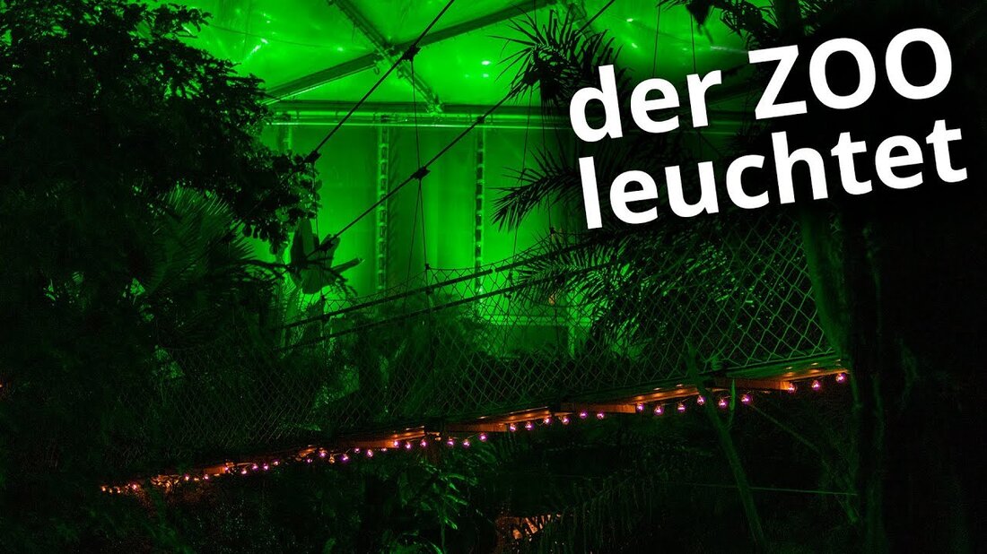 Diese Woche ging ich in den Zoo, um die tropischen Lichter zu sehen. Wie immer war es schön warm und hell beleuchtet im Gondwanaland des Leipziger Zoos. Viel Spaß beim Zuschauen! Weitere Informationen zu tropischen Lichtern finden Sie unter https://www.zoo-leipzig.de/. Wenn Ihnen das Video gefallen hat, geben Sie ihm einen Daumen hoch! Natürlich freue ich mich auch über ein Abonnement. #gondwanaland #zooleipzig #tropenuchten _____ meine Website: https://www.annikataute.de _____ Musik: Rainbow von JayJen Music https://soundcloud.com/jayjenmusic Creative Commons – Attribution 3.0 Unported – CC BY 3.0 https: // creativecommons .org / licenses / by / 3.0 / Musik, die von der Audiobibliothek …