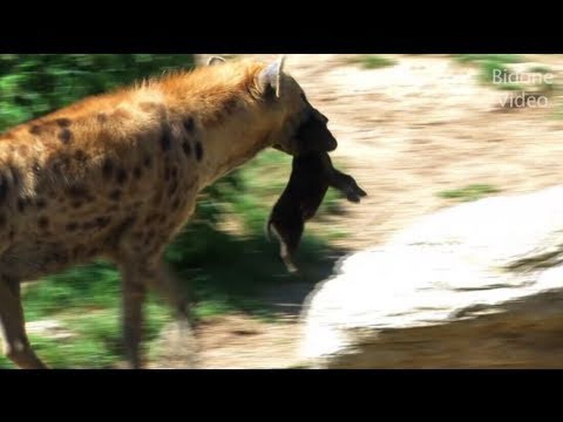 Zweiter Versuch. Weil YT meine erste Version in Deutschland trotz der Verwendung von lizenzfreier Musik verboten hat. Hier die zweite Version mit unterschiedlicher lizenzfreier Musik. Bei einem Sommerbesuch im Zoo gibt es viel zu entdecken. Neben den vielen Jungtieren, die die Welt auf spielerische Weise entdecken, können die Tiere aus wärmeren Regionen der Welt auch im Freien beobachtet werden. Die große afrikanische Savanne ist immer beschäftigt und Zebras, Giraffen und andere Tiere können leicht beobachtet werden. . Youtube-Link