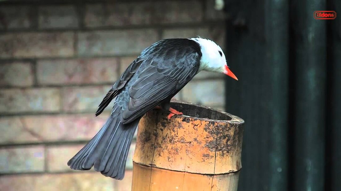 Neben dem neuen und weltberühmten Gondwanaland verfügt der Leipziger Zoo auch über ein kleines, älteres begehbares Gehege. Das Vogelhaus. Hier kann man den Tieren oft ungestört von anderen Besuchern sehr nahe kommen und sie aus nächster Nähe beobachten. So wurde dieser kleine Film gemacht, viel Spaß beim Anschauen. Dieses Video ist aus dem Zoo Leipzig. Ich nehme es im Vogelhaus. . Youtube-Link