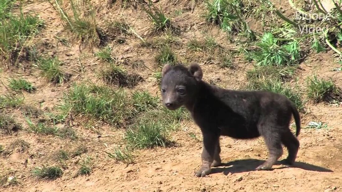 Bei einem Sommerbesuch im Zoo gibt es viel zu entdecken. Neben vielen Jungtieren, die die Welt spielerisch entdecken, können die Tiere aus wärmeren Gegenden der Welt auch im Freien beobachtet werden. So gibt es immer Aktivität in der großen afrikanischen Savanne und Zebras, Giraffen und andere Tiere können leicht beobachtet werden. . Youtube-Link