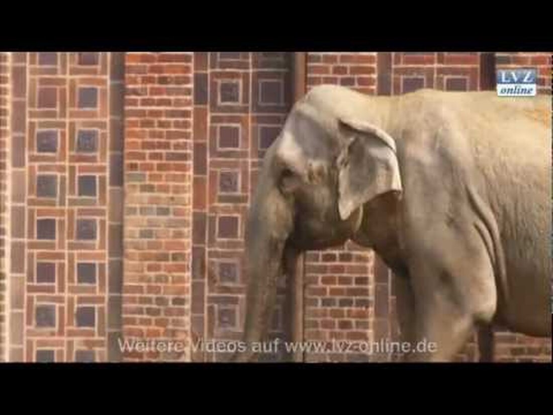 Leipzig, 27. März 2012: Das Elefantenbaby, das bald im Leipziger Zoo das Licht der Welt erblicken wird, nimmt sich mit seiner Ankunft noch Zeit. Die Krankenschwestern und Ärzte bereiten die 26-jährige Mutter Hoa sorgfältig auf die Geburt vor. . Youtube-Link
