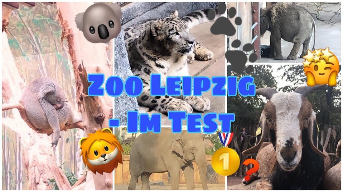 Willkommen zurück in meinem Kanal, heute besuchen wir gemeinsam den schönen Leipziger Zoo. Freuen Sie sich auf tolle Bilder und Eindrücke. Ich wünsche Ihnen viel Spaß mit diesem Video, Ihr Rufus – Der Zootester PS: Vielen Dank an den Leipziger Zoo für den schönen Tag https://www.zoo-leipzig.de/startseite/ Soziale Netzwerke und kontaktieren Sie mich: Instagram: https: //www.instagram.com/rufus_derzo … Facebook: E-Mail folgt: DerZootester@googlemail.com Ausstattung: Kamera: Iphone 8 Produkt Rot – 64BG Laptop: Asus Laptop Verarbeitung: Imovie. Youtube-Link