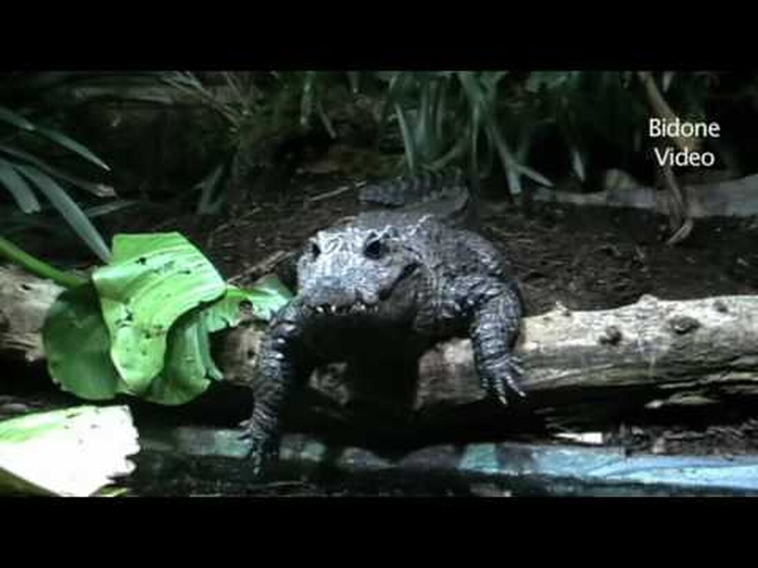 Eines der Highlights des Leipziger Zoos ist das Aquarium. Hier gibt es unzählige Fische in verschiedenen Aquarien. Im runden Aquarium sind sogar Haie zu sehen. Viel Spaß mit meinem Kurzfilm. . Youtube-Link