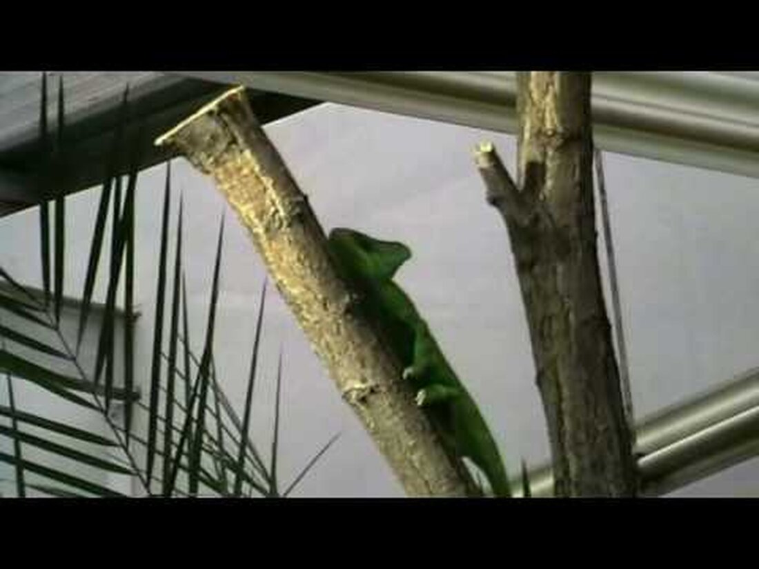 Im Terrarium sind viele kleinere Tiere zu sehen. Unter anderem Schlangen, Leguane, Schildkröten, Eidechsen, Krokodile, Chamäleons und Geckos. Habe Spaß! . Youtube-Link