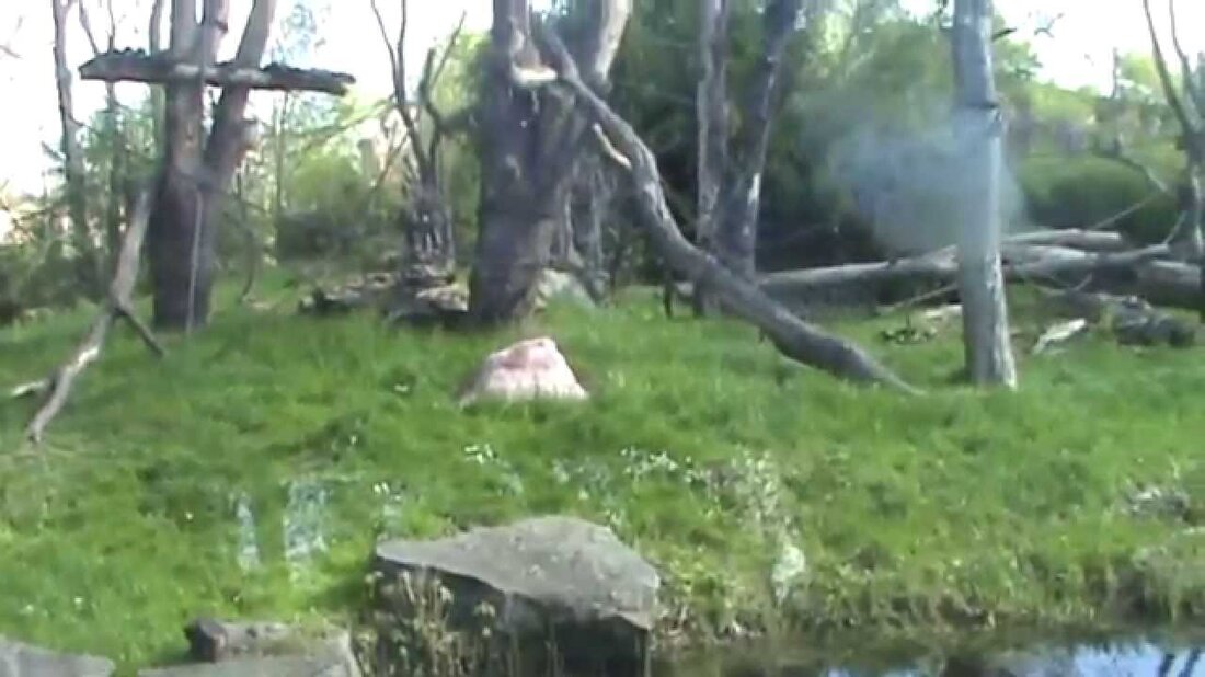 Een reis doorheen Zoo Leipzig, deel 2. Youtube-Link