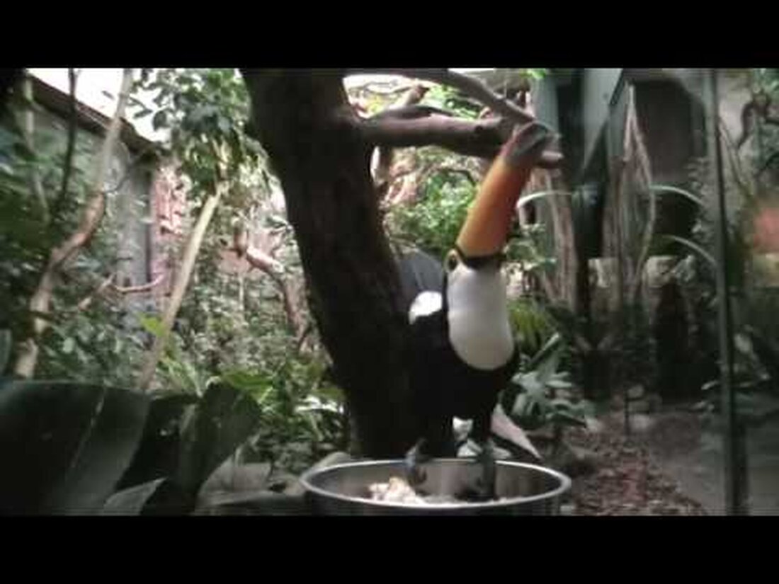 Im Leipziger Zoo können Sie die riesigen Tukane beobachten, die in einer Voliere gehalten werden. Viel Spaß dabei! . Youtube-Link