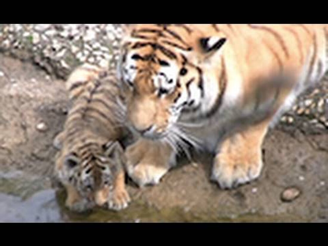 Anfang 2009 wurden im Leipziger Zoo drei kleine Tigerbabys geboren. Lange Zeit waren sie vor den neugierigen Augen der Besucher in den hinteren Einrichtungen versteckt. Jetzt können Sie sie sehen und der Ansturm ist gigantisch. Die Aufnahmen waren sehr schwierig, weil Sie jede Minute angerempelt wurden. Ich hoffe sie sind immer noch sehenswert und haben Spaß mit ihnen! Bidone. Youtube-Link