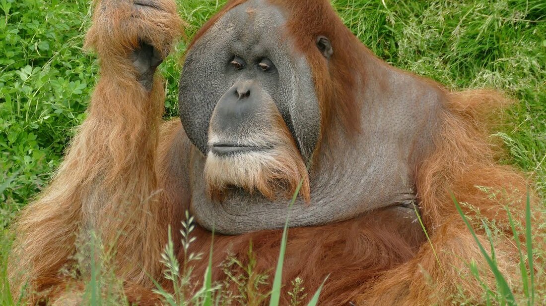 Wir machen mit der Familie eine Safari im zoologischen Garten in Leipzig. In knapp 30 Minuten machen wir eine Zeitraffer-Tour durch den Zoo. Die wichtigsten Tiere werden gezeigt, sowie eine Tour durch den Garten. Es wurden großartige Aufnahmen von Tigern, Löwen, Elefanten, Affen und vielen anderen Tieren gemacht! Alles in 4K gefilmt. Wenn Sie möchten, können Sie gerne unsere Arbeit unterstützen und eine kleine Spende über PayPal machen! Vielen Dank dafür! http://paypal.me/pionierdaniel Abonniere jetzt meinen Kanal und verpasse nie wieder ein Video! ?. Youtube-Link