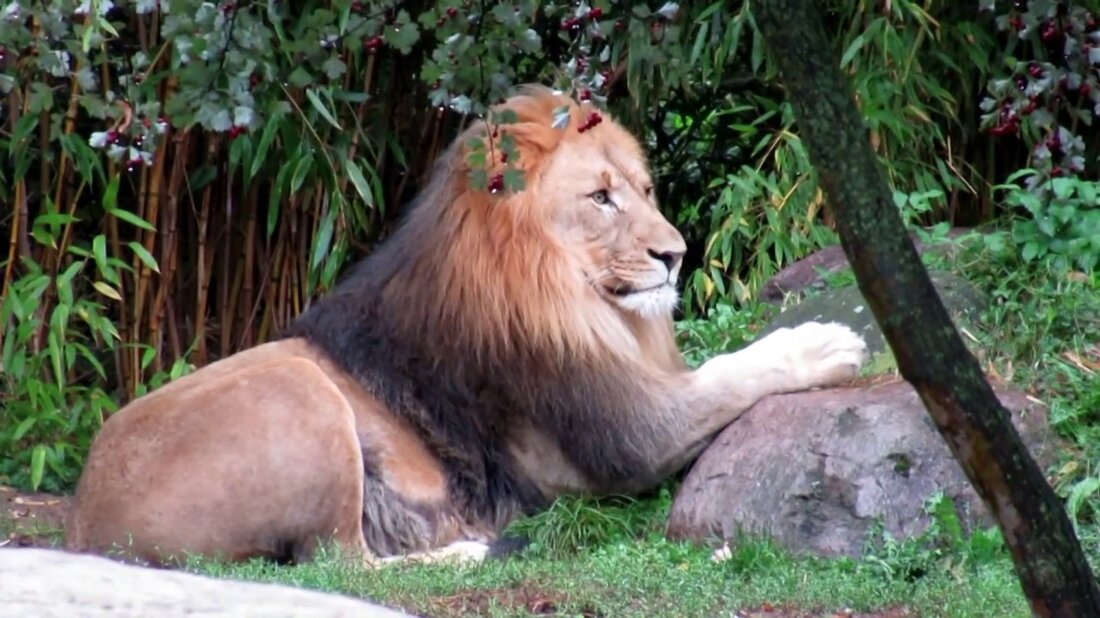 September 2019 Besuch im Leipziger Zoo. Gondwanaland ist hier nicht enthalten. Es gibt auch eine separate Fotoshow darüber. Youtube-Link