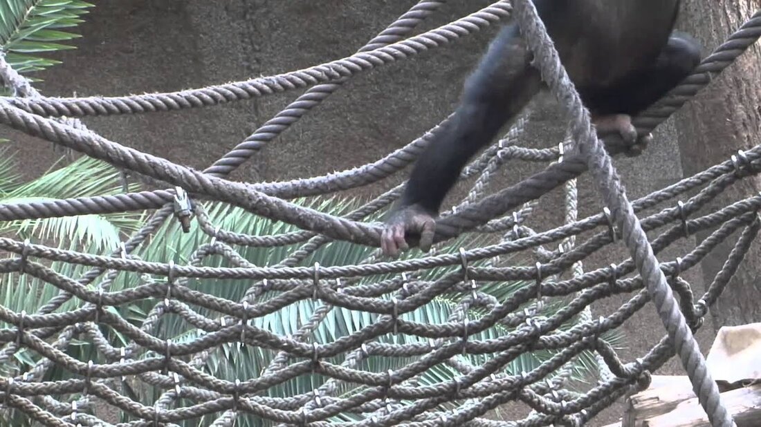 Leipzig 01.04.2014 Gorilla, Orang-Utan, Bonobo und Schimpanse Tierbeobachtung im menschlichen Affenhaus Leider ist der Gorilla-Junge „Jengo“ heute Abend (13.12.06.2014) unerwartet gestorben. . Youtube-Link