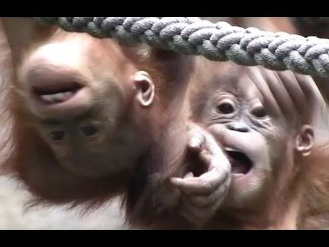 Zwei Orang-Utan-Babys spielen im Leipziger Zoo (Pongoland – neues Affenhaus), sie sind nicht so klettererfahren und wirken immer noch etwas ungeschickt. Zwei Orang Utan Babys klettern im Leipziger Zoo. . Youtube-Link