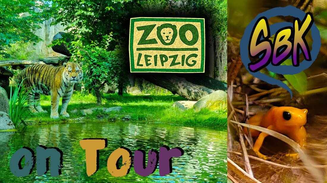 Unser Besuch im Zoo Leipzig: Wo im Urlaub, wenn Sie ins Ausland wollen, aber nicht können? Wir rasseln weiterhin große Ziele in Deutschland ab, während der Virussturm um uns herum tobt. In der Zwischenzeit, im Juni 2020, sind die Zoos wieder geöffnet und wir haben uns entschlossen, einen bekannten Ort erneut zu besuchen: den Leipziger Zoo. Mit dem Gondwanaland unter der Kuppel bietet der Sächsische Zoo eine besondere Attraktion. Wieder einmal wanderten wir auf Dschungelpfaden und kamen an allen Arten von Tieren vorbei. Viel Spaß mit dem Videomaterial. Unter anderem habe ich mit der Insta360 One R gefilmt, meiner neuen …