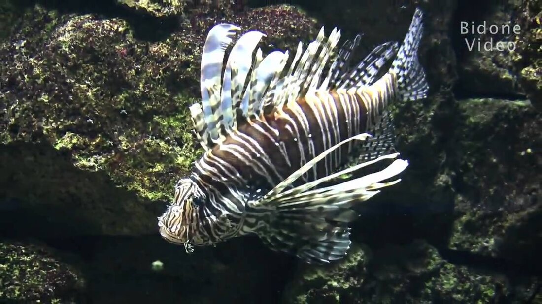 Wenn ich den Leipziger Zoo besuche, mache ich immer einen Abstecher ins Aquarium. Diesmal kam der Feuerfisch vor meine Linse. Habe Spaß! Der Löwenfisch im Leipziger Aquarium. Bitte schauen Sie in HD! . Youtube-Link