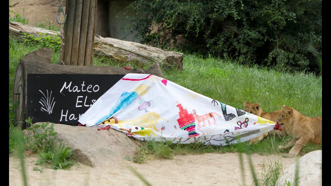 Zuerst sehr vorsichtig und zögernd, dann aber mutig zusammen mit den Geschwistern: Die Löwenbabys im Leipziger Zoo haben heute ihre Namen selbst preisgegeben. Hanna, Mateo und Elsa setzten sich unter 8.000 Vorschlägen und bei der Endabstimmung mit 13.000 Teilnehmern durch. „Es sind sehr nette Namen, leicht zu nennen und mit passenden Bedeutungen und Hintergründen“, sagt Zoodirektor Prof. Jörg Junhold. Der Tierpfleger Jörg Gräser, der in einer Live-Übertragung die Charaktereigenschaften der drei Jungtiere erklärte, sagt auch: „Sie klingen wunderbar, passen gut zu den drei Jungtieren und sind leicht zu nennen. Ich bin zufrieden und die Löwen sind anscheinend auch, sie gingen …