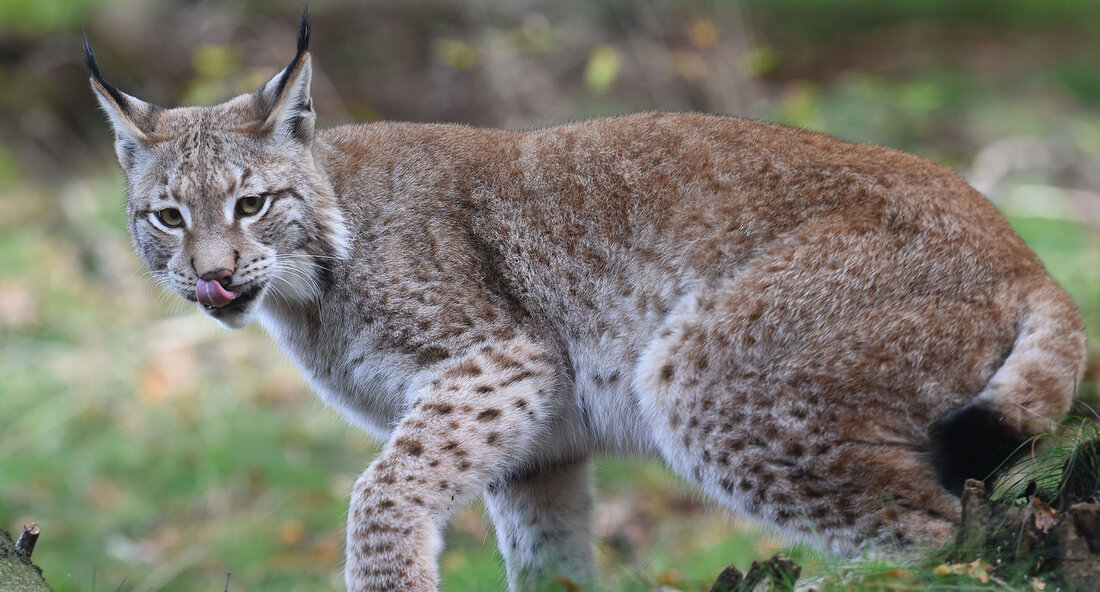 Luchs überfahren – Alarmzeichen für den Artenschutz in Baden-Württemberg Binzen – Ein tragischer Vorfall auf der A98 hat die Tierschutzgemeinschaft aufgeschreckt: Ein Luchs wurde von einem Auto erfasst und überfahren. Diese Nachricht trifft besonders schwer, da die Population dieser seltenen Tierart in Baden-Württemberg derzeit auf nur sechs gesicherte Exemplare geschätzt wird. Der Verlust eines weiteren Luchses hat nicht nur Auswirkungen auf die bereits bedrohte Art, sondern wirft auch Fragen über den Schutz gefährdeter Wildtiere auf. Luchse sind nicht nur ein Symbol für die Biodiversität der Regionen, in denen sie leben, sondern spielen auch eine entscheidende Rolle im Ökosystem. Als natürliche …