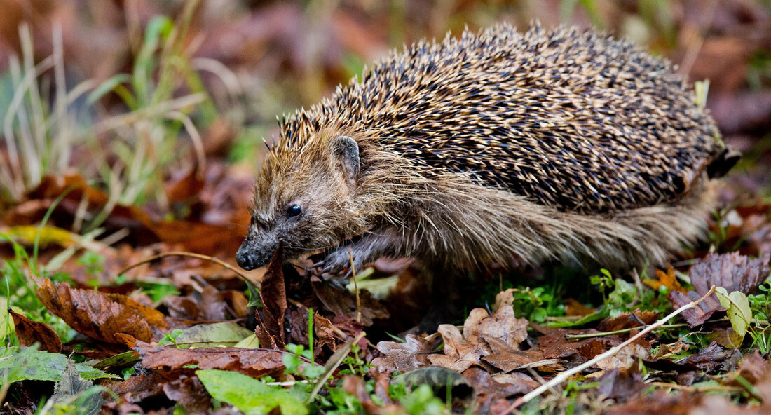 Immer mehr Wildtiere werden im Sommer durch menschengemachte Einflüsse gefährdet. Eine besondere Bedrohung stellen dabei Mähroboter dar, die entgegen der Zusicherung der Hersteller Tiere nicht als Hindernis erkennen. Wildtiere verfügen über beeindruckende Regulationsmechanismen, um auch unter schwierigen Bedingungen überleben zu können. Sie passen sich perfekt an ihren Lebensraum an und haben verschiedene Strategien entwickelt, um mit Hitze umzugehen. Einige Tiere hecheln, um ihren Körper durch Verdunstung abzukühlen, während andere ihre Beine mit flüssigem Kot bedecken oder ihr Blut über ihre Ohren kühlen. Insekten haben ebenfalls Mechanismen entwickelt, um sich abzukühlen, wie die Umlenkung des Blutflusses oder die Reflexion von Sonnenlicht. &hellip;