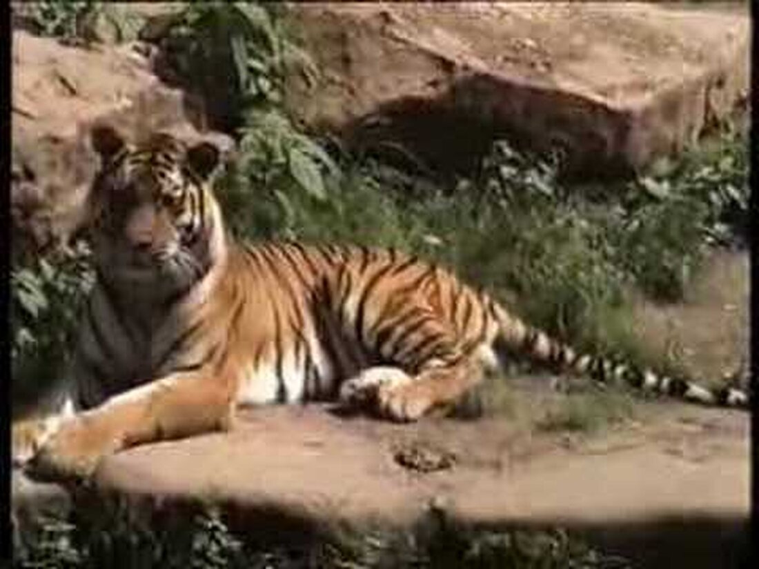 Aufgenommen im Leipziger Zoo, nervige Kinder im Hintergrund, Umstellung von VHS. Ich habe die Aufnahme im Jahr 2002 gemacht. Youtube-Link