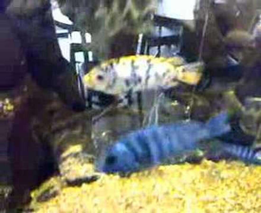 Dieses Malawi-Becken befindet sich im Leipziger Zoo. Youtube-Link