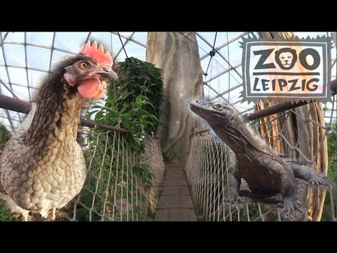 Ich bin spontan in den Leipziger Zoo gegangen! Ich wollte Ihnen nur ein paar Eindrücke zeigen 🙂 ―――――――――――――――――――――――― ~ Sie finden mich auch hier ~ ● Twitter: https: // twitter. com / Stefanie_DFF ● Zucken: http://www.twitch.tv/stefanie_dff ● Instagram: beminejhutch ● TeamSpeak: ts.dasfrechefruechtchen.de ● Snapchat: stefanie_dff ―――――――――――――――――――――― – ――――― Musik von: Tobu (YouTube) – https://www.youtube.com/channel/UCAA6pKrh72sARBb7JCfp8AA Mein Wasserzeichen (Gliederung) von: http://reminel.deviantart.com/. Youtube-Link