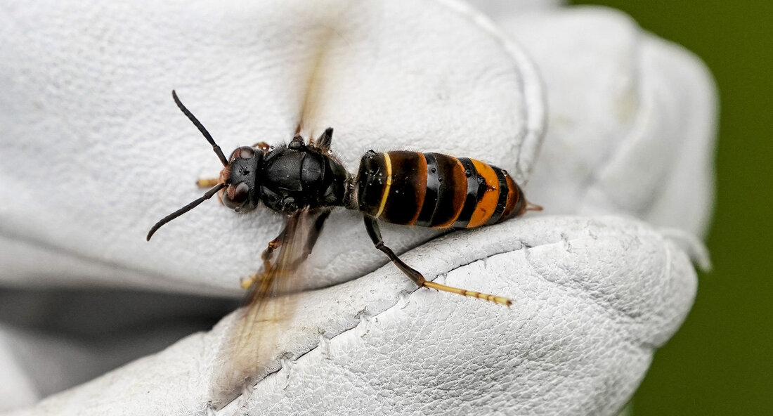 Über eine neue Meldeplattform können Bürgerinnen und Bürger Ihre Beobachtungen der Asiatischen Hornisse melden. Die invasive gebietsfremde Art hat sich inzwischen immer weiter im Land ausgebreitet. Haben Sie die Asiatische Hornisse gesichtet? Dann können Sie ab heute, 10. Mai 2023, über die neue Meldeplattform des Landes Baden-Württemberg Ihre Beobachtungen zentral und unkompliziert melden. Die invasive gebietsfremde Art, die erstmals im Jahr 2014 in Baden-Württemberg nachgewiesen wurde, hat sich inzwischen immer weiter im Land ausgebreitet. Mit der Meldeplattform soll mehr Wissen über die Verbreitung der Asiatischen Hornisse in Baden-Württemberg erlangt werden. Ziel ist die Verbreitung einzudämmen. Dafür hat die LUBW Landesanstalt …