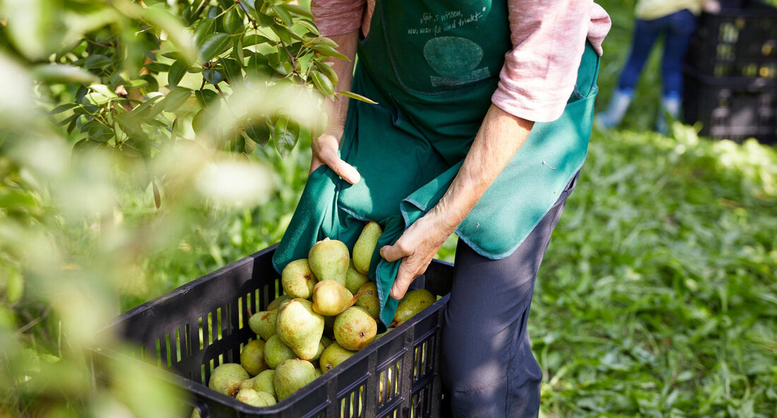 Ministerrat thematisiert die Ernährungssicherheit und Selbstversorgung in Baden-Württemberg Der Ministerrat von Baden-Württemberg setzte sich in seiner Sitzung am Dienstag, den 30. Januar 2024, mit der aktuellen Situation der Ernährungssicherheit und Selbstversorgung im Land auseinander. Dabei wurde festgestellt, dass der Selbstversorgungsgrad bei vielen Nahrungsmitteln insgesamt deutlich zu niedrig ist. Insbesondere bei Kartoffeln, Gemüse, Obst, Rind- und Schweinefleisch, Eiern und Milch besteht Handlungsbedarf, um die regionale Versorgung zu sichern. Das Ziel des Ministerrats ist es, die Versorgung mit regionalen konventionellen und Bio-Produkten von hoher Qualität zu gewährleisten. Eine nachhaltige Landwirtschaft, sowohl im Ackerbau als auch in der Viehhaltung, bildet die Grundlage für …