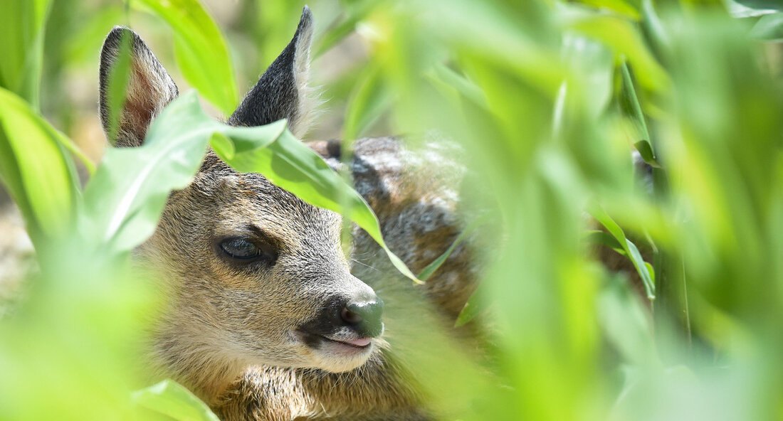 Drohnen retten Rehkitze vor dem Mähtod Im Frühling, wenn die Landwirte mit der Frühjahrsmahd beginnen, sind viele junge Wildtiere, insbesondere Rehkitze, in Gefahr. Aufgrund ihres Drückreflexes verharren die Jungtiere reglos im hohen Gras und werden dadurch oft von Mähwerkzeugen erfasst. Dies führt nicht nur zu schwersten Verletzungen und qualvollen Toden für die Tiere, sondern kann auch zu gesundheitlichen Gefahren für andere Tiere führen, wenn die Überreste im Silagefutter landen. Um diese Tragödien zu verhindern, setzen Landwirte vermehrt auf die Unterstützung von Rehkitzrettungsteams, die Drohnen mit Wärmebildkameras einsetzen, um die versteckten Tiere aufzuspüren. Diese Methode hat sich als äußerst effektiv erwiesen, …