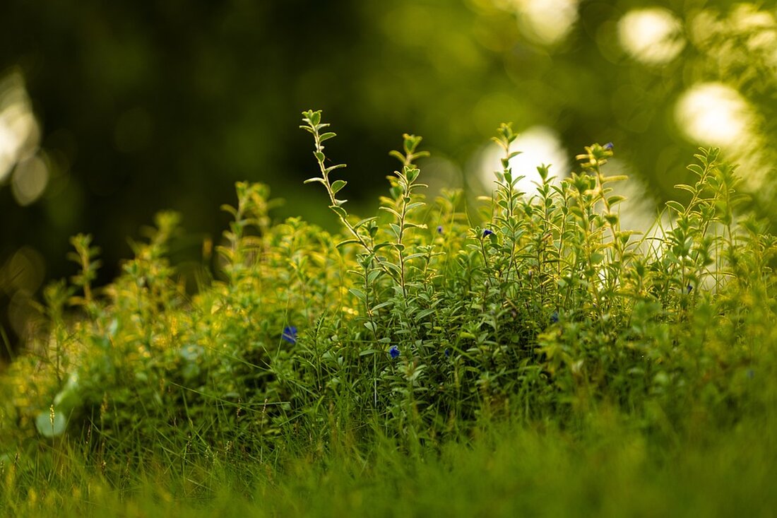 In Schwaikheim wurde die Leiche einer 75-jährigen Frau im Garten gefunden. Polizei ermittelt wegen möglicher Gewaltanwendung und sucht Zeugen.