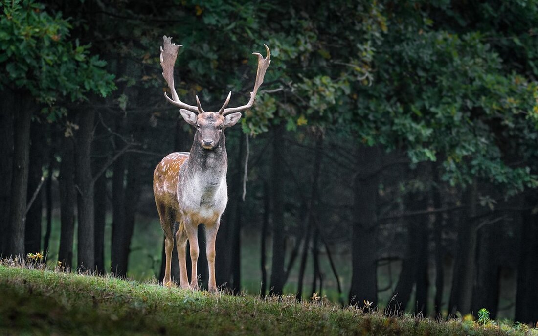 Im Raum Sigmaringen wurde ein schwer verletztes Rehkitz in einem Garten gefunden und musste erlöst werden, während das Muttertier zurückkehrte.