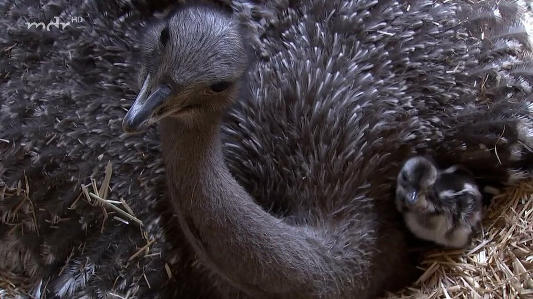 Hahn Hannibal hat einen tollen Job gemacht. Nach vielen Jahren funktionierte es wieder mit den Nandu-Nachkommen im Leipziger Zoo … mdr.de/s/etc923. Youtube-Link
